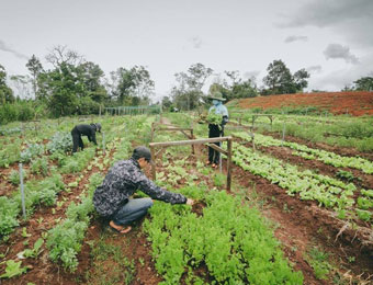 A photo of students from AICAT planting trees